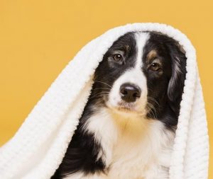 higiene y cuidado para perros y gatos